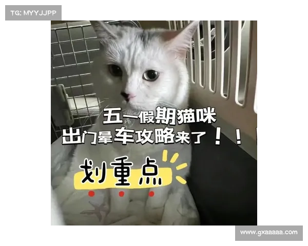 猫咪来了攻略 猫咪来了攻略